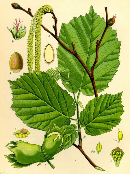 Фундук. Иллюстрация из книги «Flora von Deutschland, Osterreich und der Schweiz», 1885